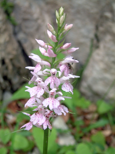 Dactylorhiza maculata subsp. fuchsii....Molveno (TN)